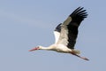 Elegant beautiful white stork bird with spread wings, black tail and long legs flying high in the clear bright blue cloudless sky. Royalty Free Stock Photo