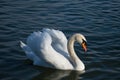 Elegant and beautiful white swan with raised wings in blue water of a lake. Royalty Free Stock Photo