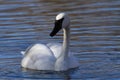 Elegant Beauty of Trumpeter Swan in Wyoming