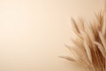 Elegant beige pampas grass plumes on a smooth beige background with ample copy space, evoking a serene and natural