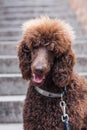 Elegant big standard poodle sitting on a stairs, head shot