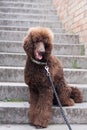 Elegant big standard poodle sitting on a stairs