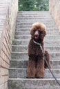 Elegant big standard poodle sitting on a stairs