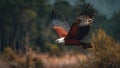 Majestic Brahminy Kite Soaring in Flight Royalty Free Stock Photo