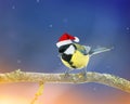 elegant bird in Christmas hat on a festive winter bright background