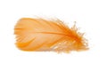 Elegant bird feather colorful isolated on the white background