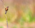 Elegant bird perched atop a branch in a tranquil woodland setting