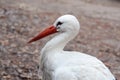 Elegant bird white stork. Wild animal in the autumn nature Royalty Free Stock Photo