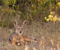 The elegant Black-backed Jackal Royalty Free Stock Photo