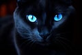 Elegant Black cat blue eyes. Generate Ai Royalty Free Stock Photo