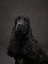 An elegant black dog looks off-camera, a portrait of grace