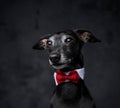 Elegant black doggy with bow tie against dark background Royalty Free Stock Photo