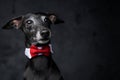 Elegant black doggy with bow tie against dark background Royalty Free Stock Photo