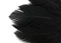 Elegant Black Feathers Texture Background Image for Design Projects Royalty Free Stock Photo