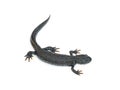 Elegant black lizard Triton isolated on white background. Royalty Free Stock Photo