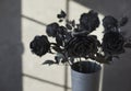 Elegant black roses placed in a vase as a romantic gift or part of interior decor