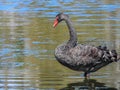 Elegant Black swan at Jells park lake Royalty Free Stock Photo