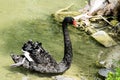 Elegant black swan in a pond Royalty Free Stock Photo