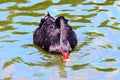 Elegant Black Swan on the water Royalty Free Stock Photo