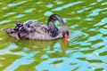 Elegant Black Swan on the water Royalty Free Stock Photo