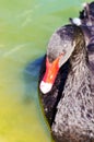 Elegant Black Swan on the water Royalty Free Stock Photo