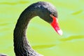 Elegant Black Swan on the water Royalty Free Stock Photo