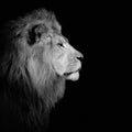 Elegant black and white shot of a majestic lion in a dark setting