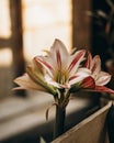 Elegant bloom of amaryllis flower in warm natural light setting Royalty Free Stock Photo