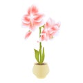 Elegant blooming Amaryllis pink flowers and bud in pot on a white background detailed natural drawing of gorgeous cultivated flow