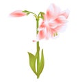 Elegant blooming Amaryllis pink flowers and bud on a white background detailed natural drawing of gorgeous cultivated flowering g