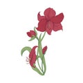 Elegant blooming red Amaryllis flowers, buds and leaves hand drawn on white background. Detailed natural drawing of