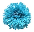 Elegant blue chrysanthemum isolated on a white background. Beautiful head flower Royalty Free Stock Photo