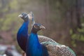 Elegant blue and green birds peacock