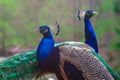 Elegant blue and green birds peacock