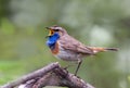 Elegant Bluethroat singing on a branch