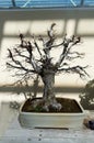 Elegant bold bonsai tree in a small pot closeup, sunlit. Japanese traditional art form