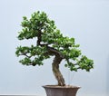 Elegant Bonsai Plant