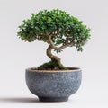 Elegant bonsai tree in ceramic pot. Generative AI