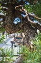 Elegant bonsai tree in a pot closeup. Japanese traditional art form