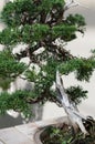 Elegant bonsai tree in a small pot closeup. Japanese traditional art form