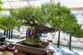 Elegant bonsai tree in a small square pot closeup.