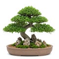 Elegant bonsai tree with twisted trunk displayed in decorative ceramic pot surrounded by rocks Royalty Free Stock Photo