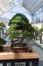 Elegant bonsai tree in a wooden box closeup. Japanese traditional art form