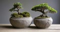 Elegant Bonsai Trees in Stone Planters