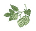 Elegant botanical drawing of hop sprig. Green flower buds and leaves of plant cultivated for beer brewing hand drawn on