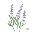 Elegant botanical drawing of lavender flowers and green leaves. Beautiful flowering plant hand drawn on white background