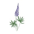Elegant botanical drawing of Lupine purple flowers and green leaves isolated on white background. Beautiful wild meadow