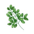 Elegant botanical drawing of Miracle Tree or Moringa oleifera. Tropical herbaceous plant used in phytotherapy isolated