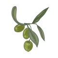 Elegant botanical drawing of olive tree branch with leaves and fresh raw green fruits or drupes isolated on white Royalty Free Stock Photo