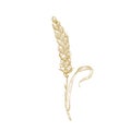 Elegant botanical drawing of wheat ear or spikelet. Cultivated cereal plant, grain or crop hand drawn with contour lines